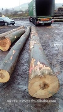 Beech logs for sales