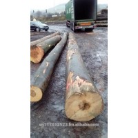 Beech logs for sales