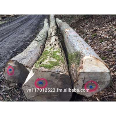 ash logs from Europe