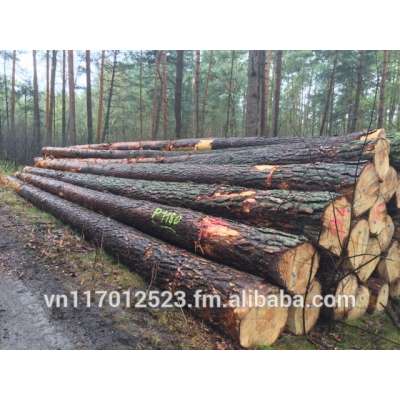 high quality pine log from Germany