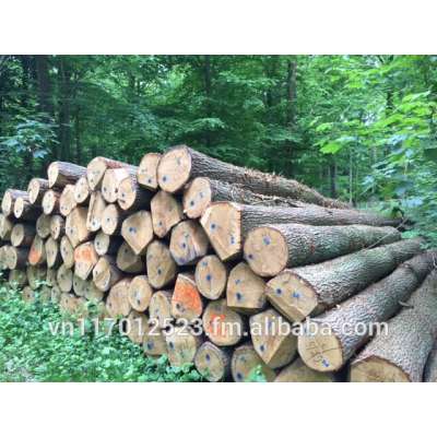 Oak logs from Europe