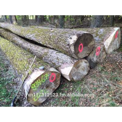 Poplar logs for sales