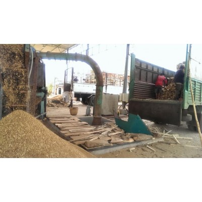 Acacia wood chips for pulp